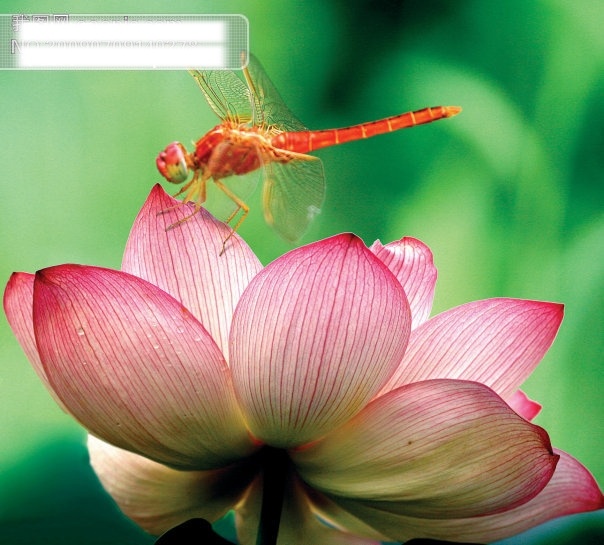 蜻蜓 荷花 相 依恋 昆虫 摄影图 生物世界 　 植物