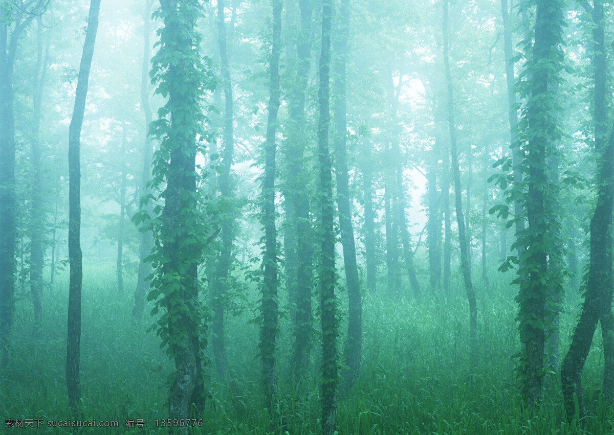 树林图片 森林树木 树林风景图片 树林高清图片 树木树叶 植物素材 生物世界 高清图片 花草树木 青色 天蓝色