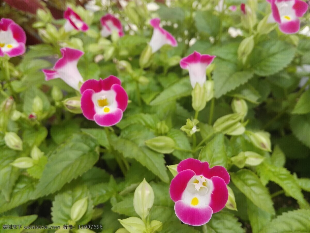 蓝猪耳 兰猪耳 牵牛花 红花 紫花 花朵 花卉 植物 花丛 背景 花 生物世界 花草