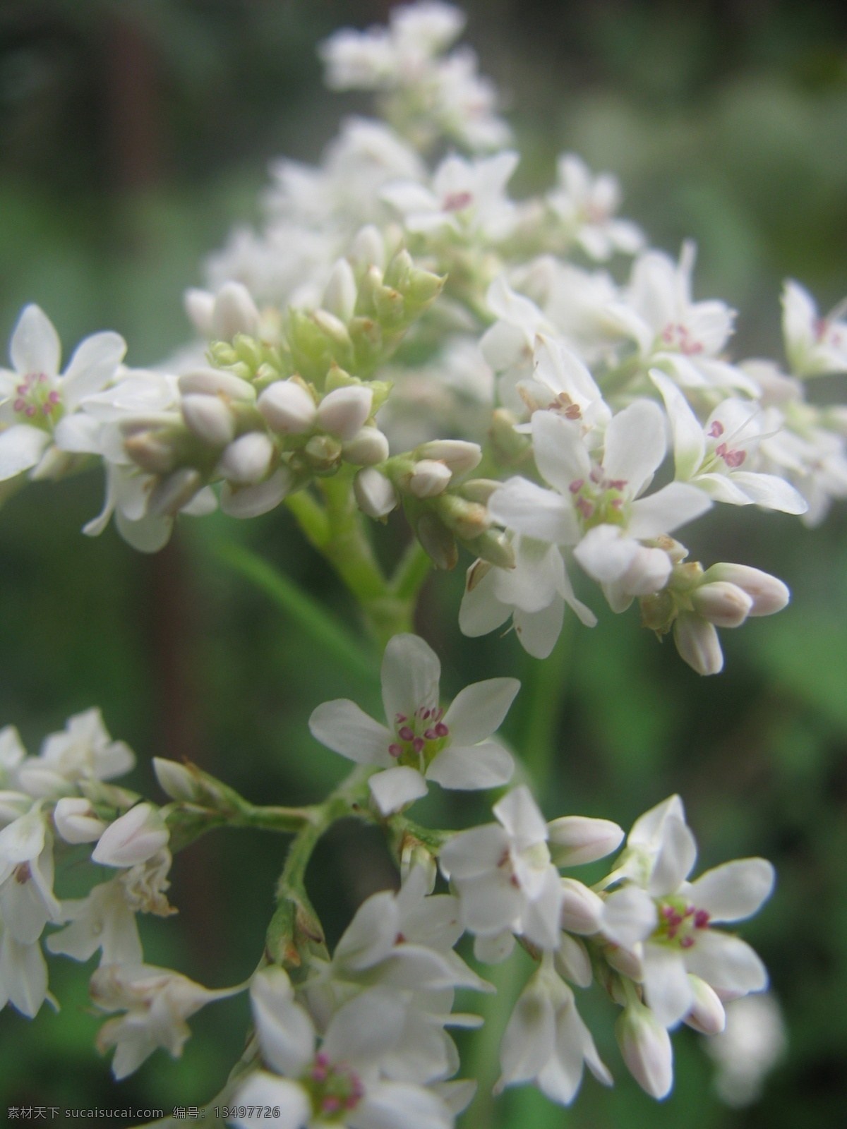 苦荞花 苦荞 花草 百花 白花 生物世界