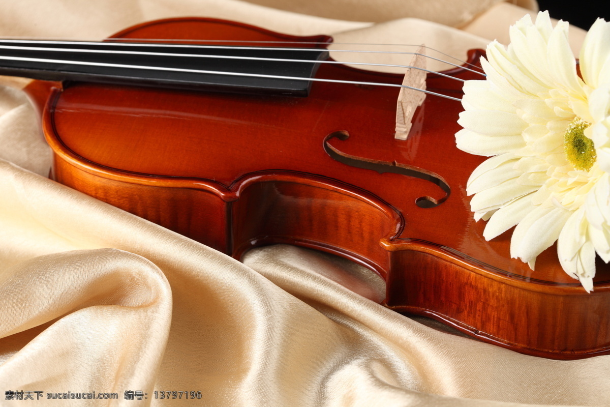 小提琴 鲜花 中提琴 文化艺术 音乐 花 影音娱乐 生活百科
