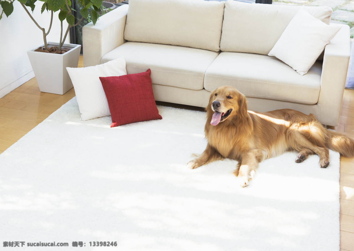 居家生活 居家 沙发 白色沙发 地板 宠物 狗 宠物狗 家居生活 生活百科