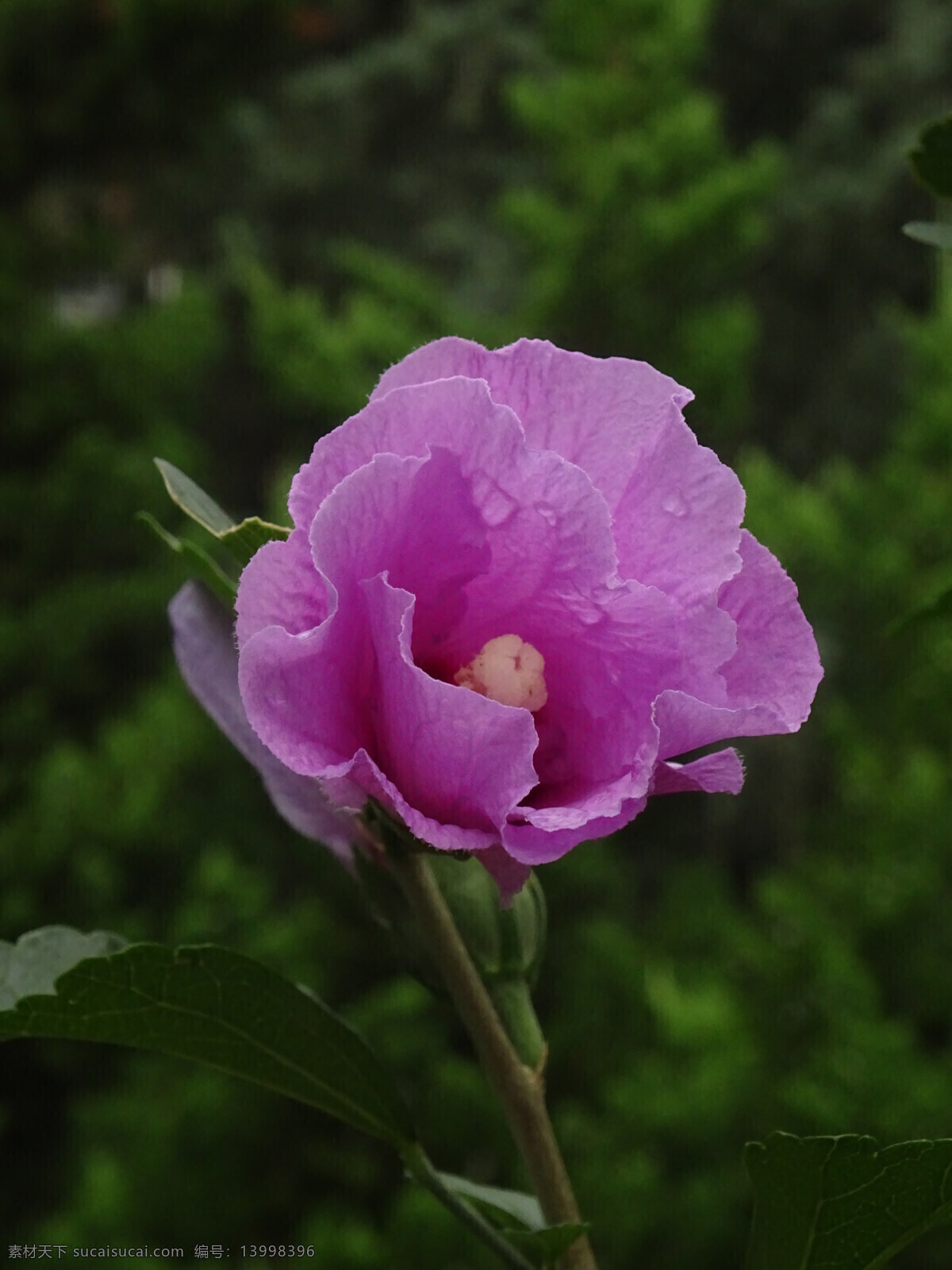 木槿花 木槿 无穷花 花卉 花儿 花草 植物 园林绿化 绿化景观 装饰画 生物世界