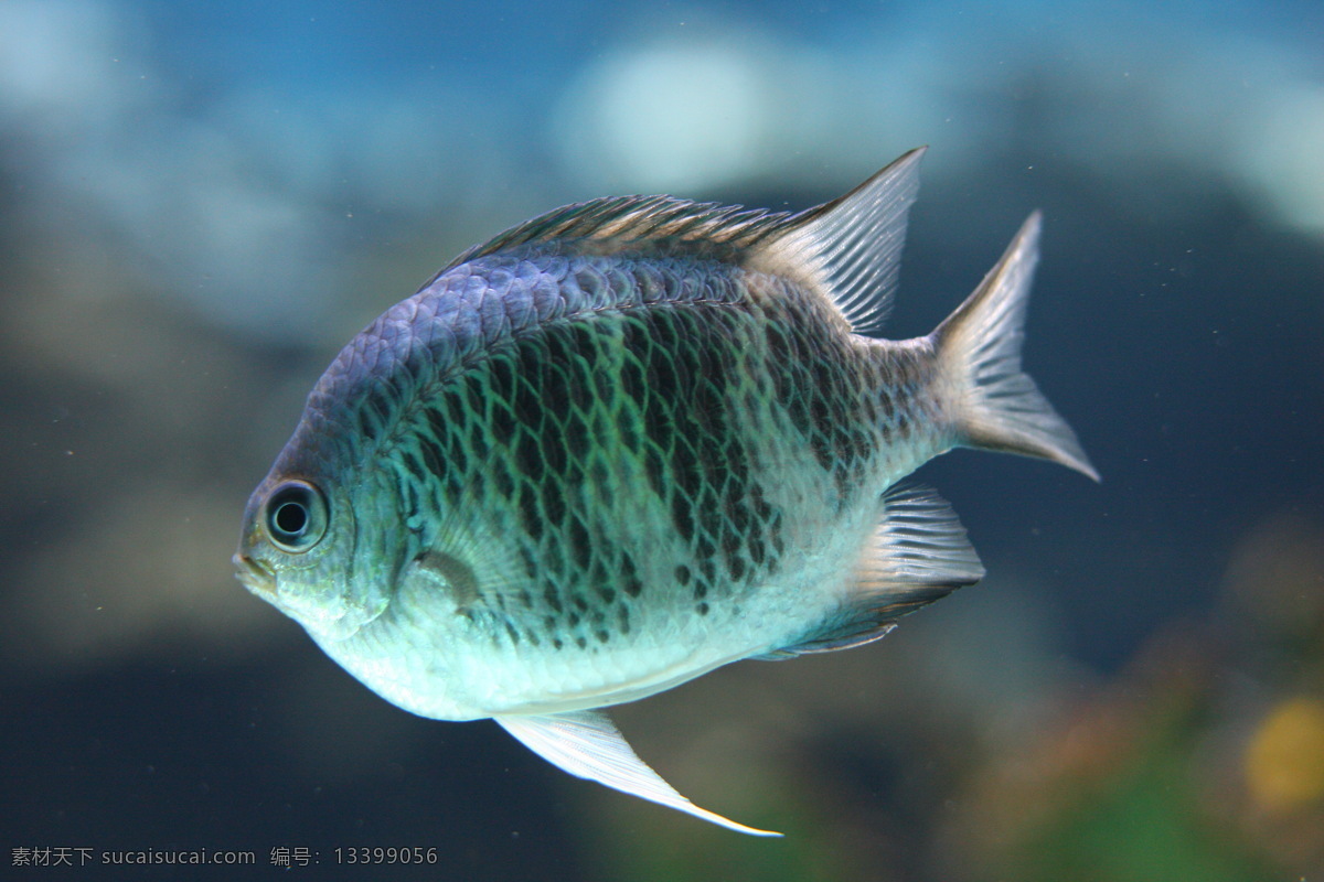 正在 游弋 蓝色 扁鱼 水中 水族馆 鱼类 生物世界