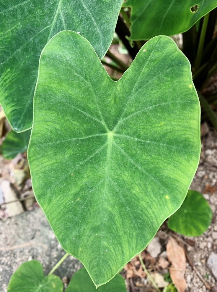 芋头叶子图片 芋头叶 芋头叶子 叶子 绿叶 叶脉 叶脉纹理 叶 植物叶子 农作物叶子 生物世界 树木树叶