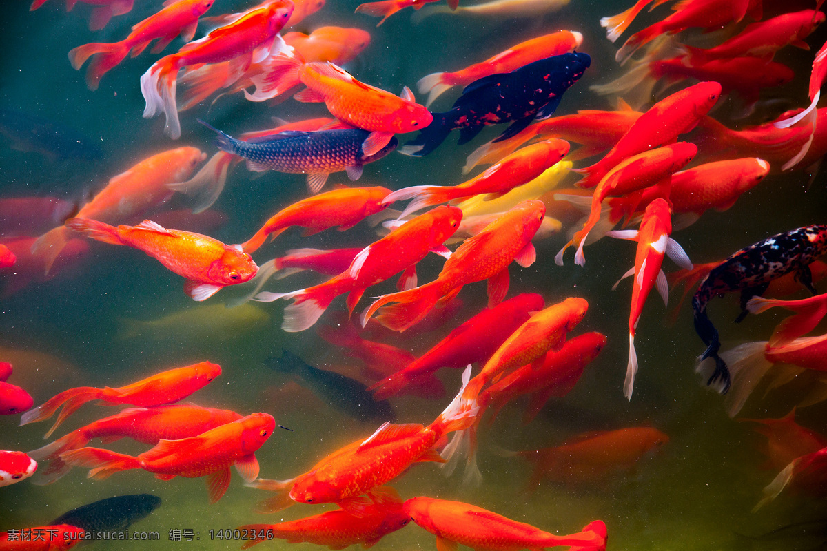 红鲤鱼 鲤鱼 红鲤 水底 鱼群 海洋 生物世界 鱼类