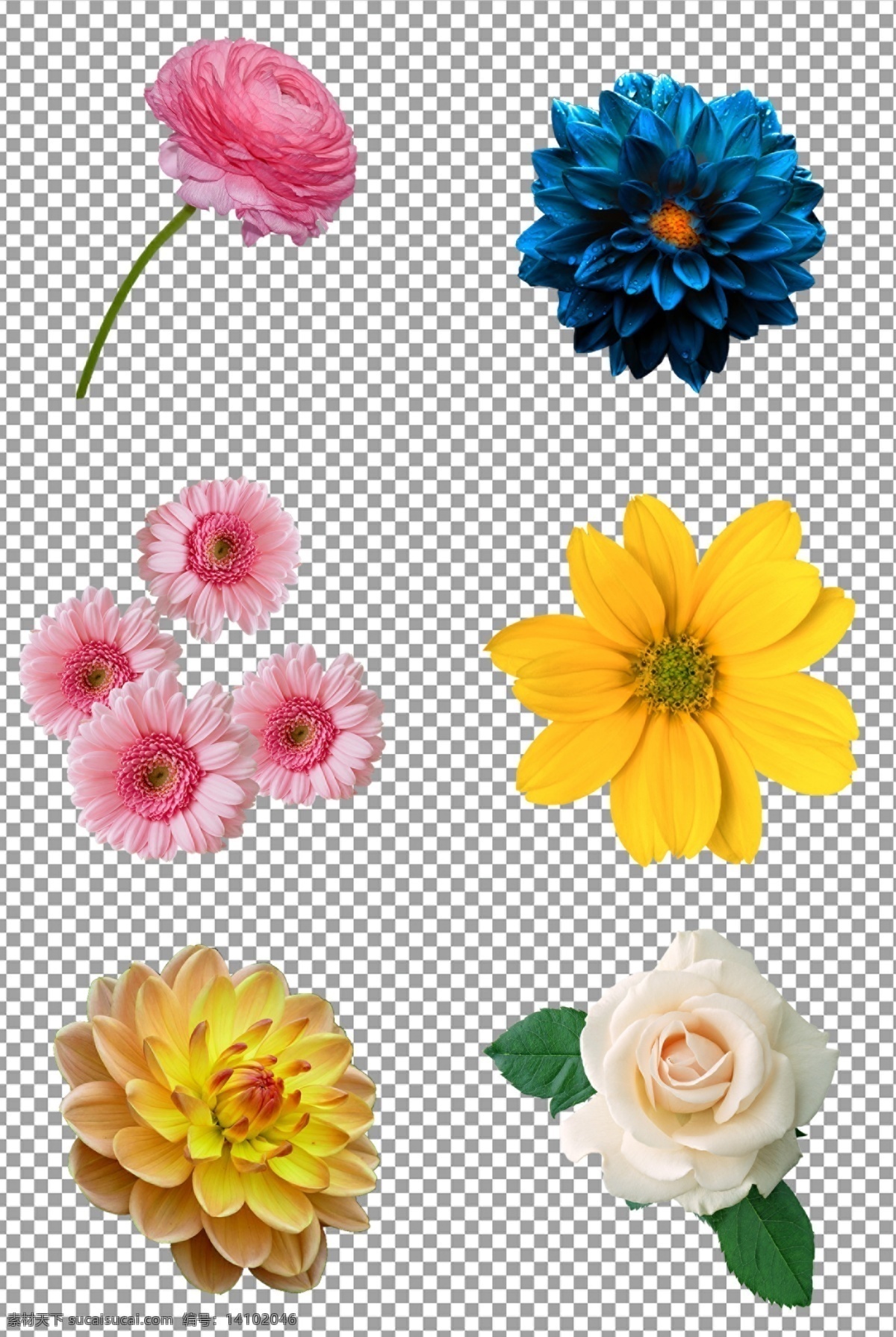 鲜花图片 美丽 鲜艳 漂亮 可爱 花朵 新鲜 植物 单朵 鲜花 免抠 无背景 免抠图 抠图 元素 透明 通道 png免抠图 分层
