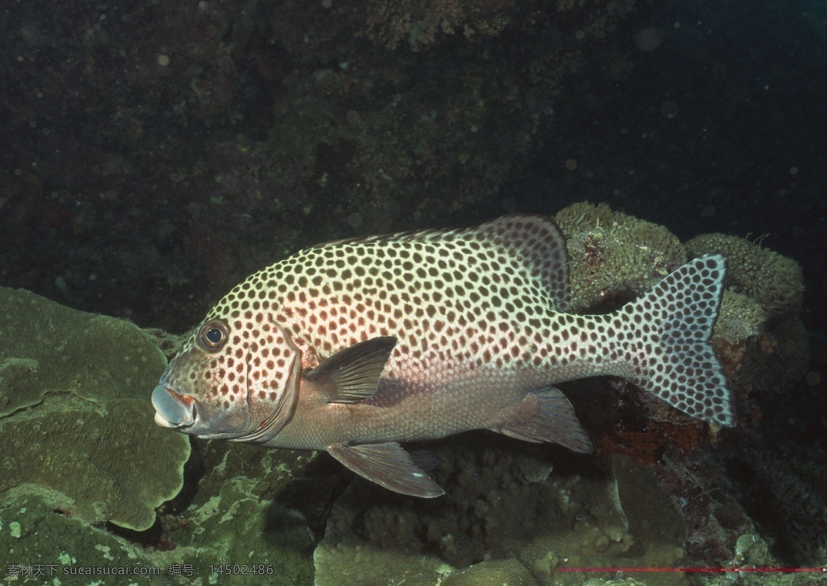 海洋生物 海底世界 海洋 海洋鱼类 礁石 生物世界 鱼 鱼类 洋生物 珊蝴礁石