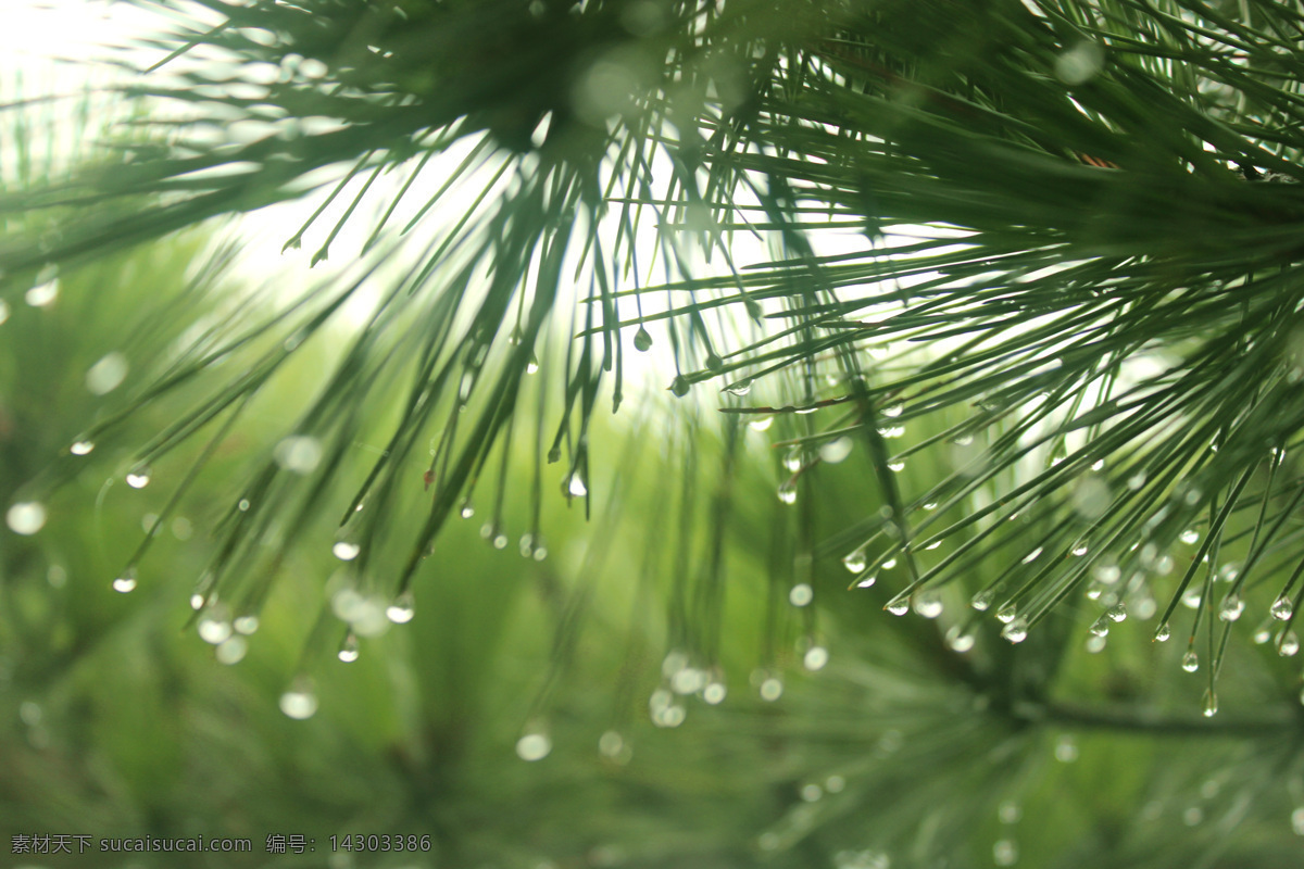 高清 水滴 绿色 树叶 高清图片 高清植物 雨后的树叶 松针 绿色植物 风景 松树叶 树木树叶 生物世界