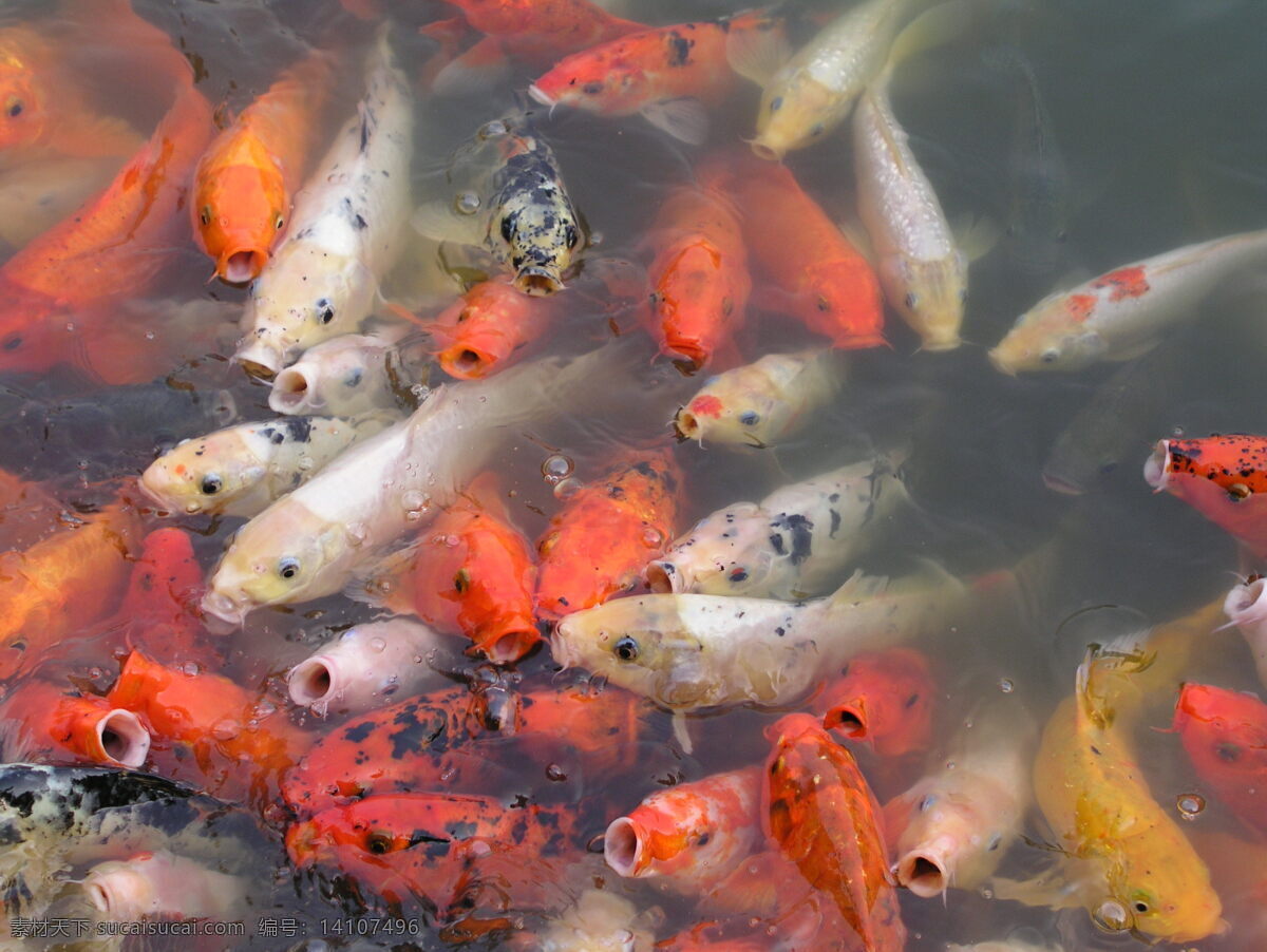 锦鳞 鱼 高清图 生物世界 鱼类 鱼群 锦鳞鱼 观赏鱼