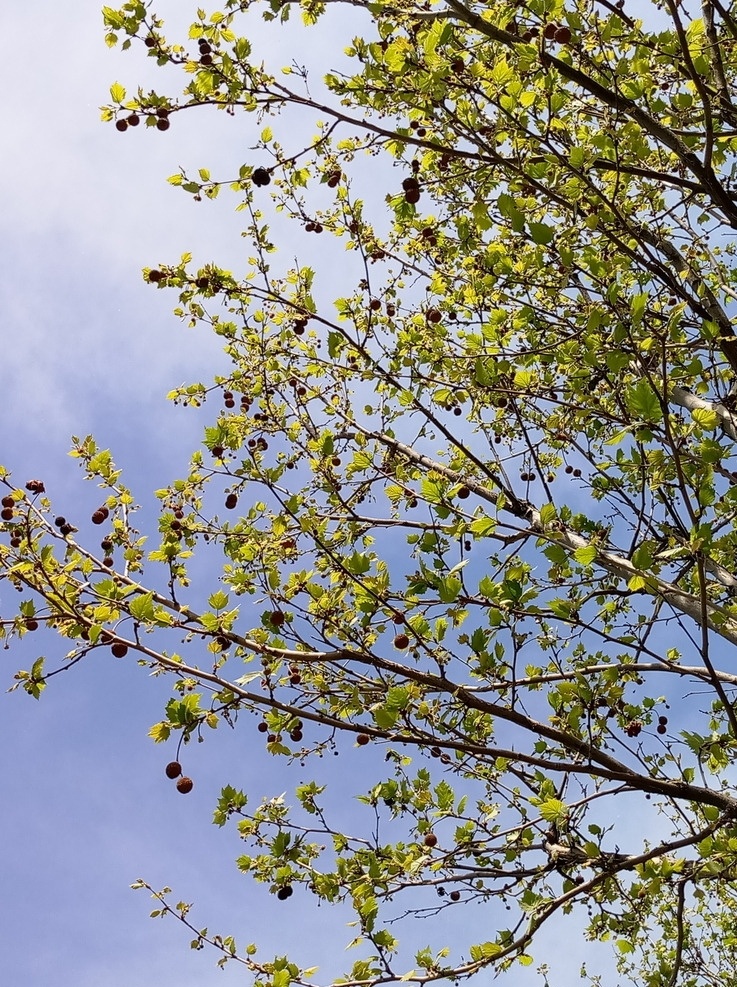 法国梧桐 树叶 树枝 春天 温暖 材质 贴图 纹理 圆球树果 春季2 自然景观 自然风景