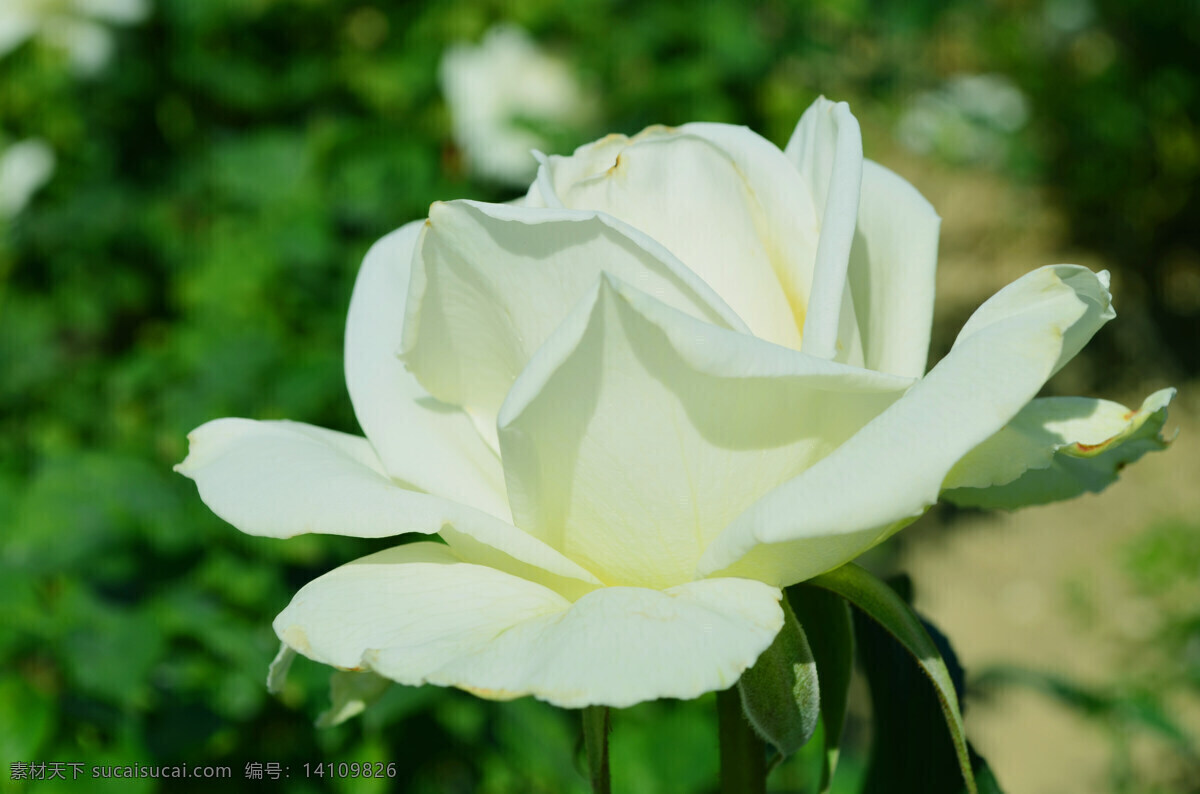 坦尼克 玫瑰 月季 白玫瑰 单朵 生物世界 花草