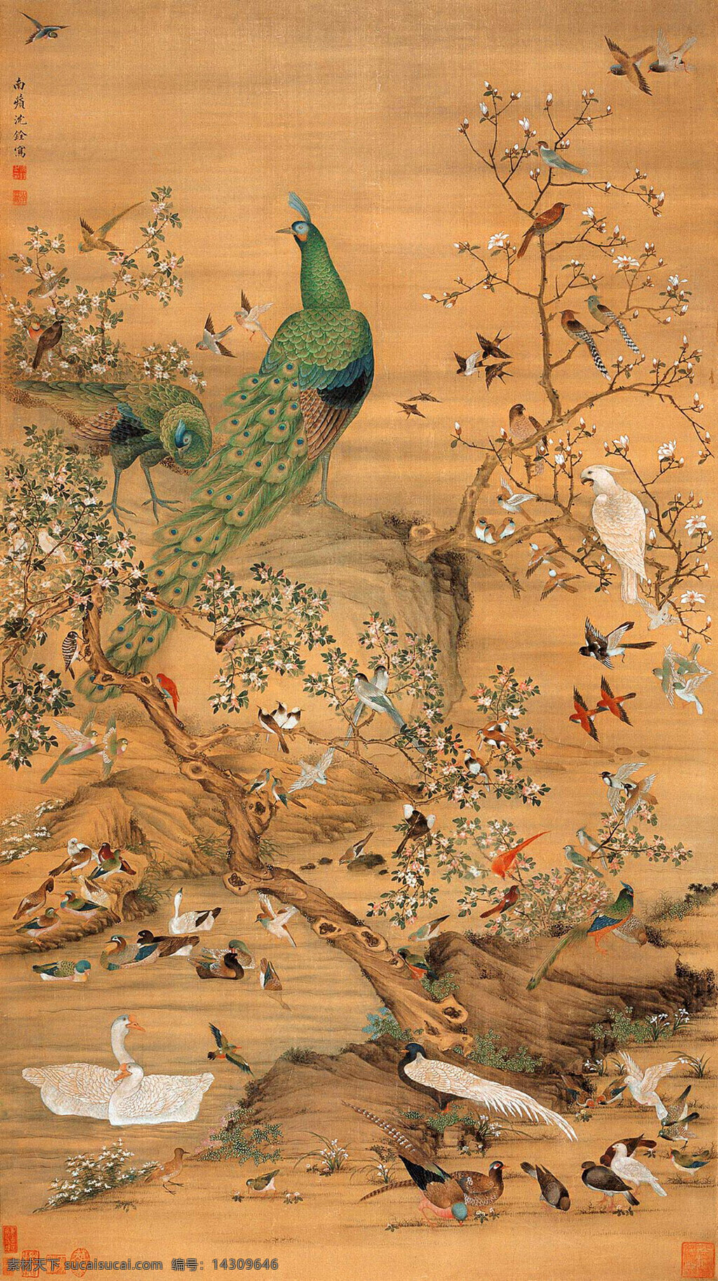 孔雀 百鸟 树枝 绘画书法 文化艺术