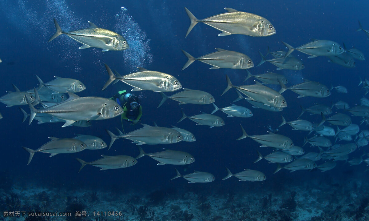 海底 鱼群 海底世界 海洋 大海 海中生物 自然界 鱼类 海鱼 鱼 大海图片 风景图片