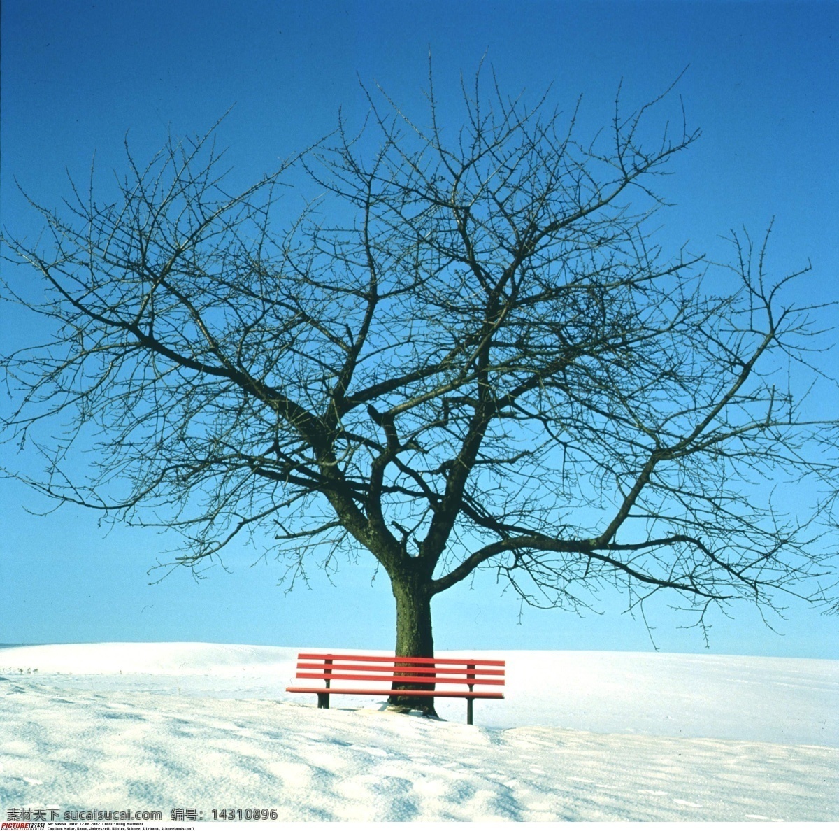 四季树木 自然风景 树木 树干 树枝 雪景 干枯 枯枝 枯树 风光图 冬季 冬景 风景图 自然景观