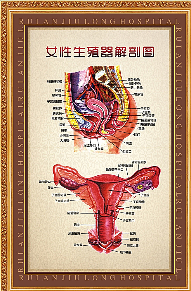 女性 生殖 解剖 图 女性生殖 生殖解剖图 女性解剖图 身体解剖图 妇科解剖图 医疗 白色