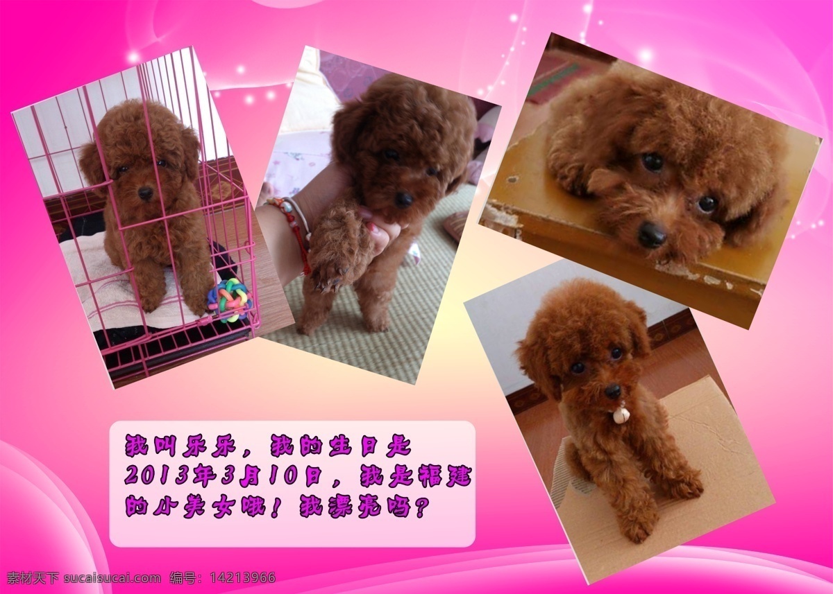 宠物 狗狗 其他模板 摄影模板 泰迪 相册模板 源文件 相册 模板下载 泰迪宠物相册 宠物相册 psd源文件 婚纱 儿童 写真 模板