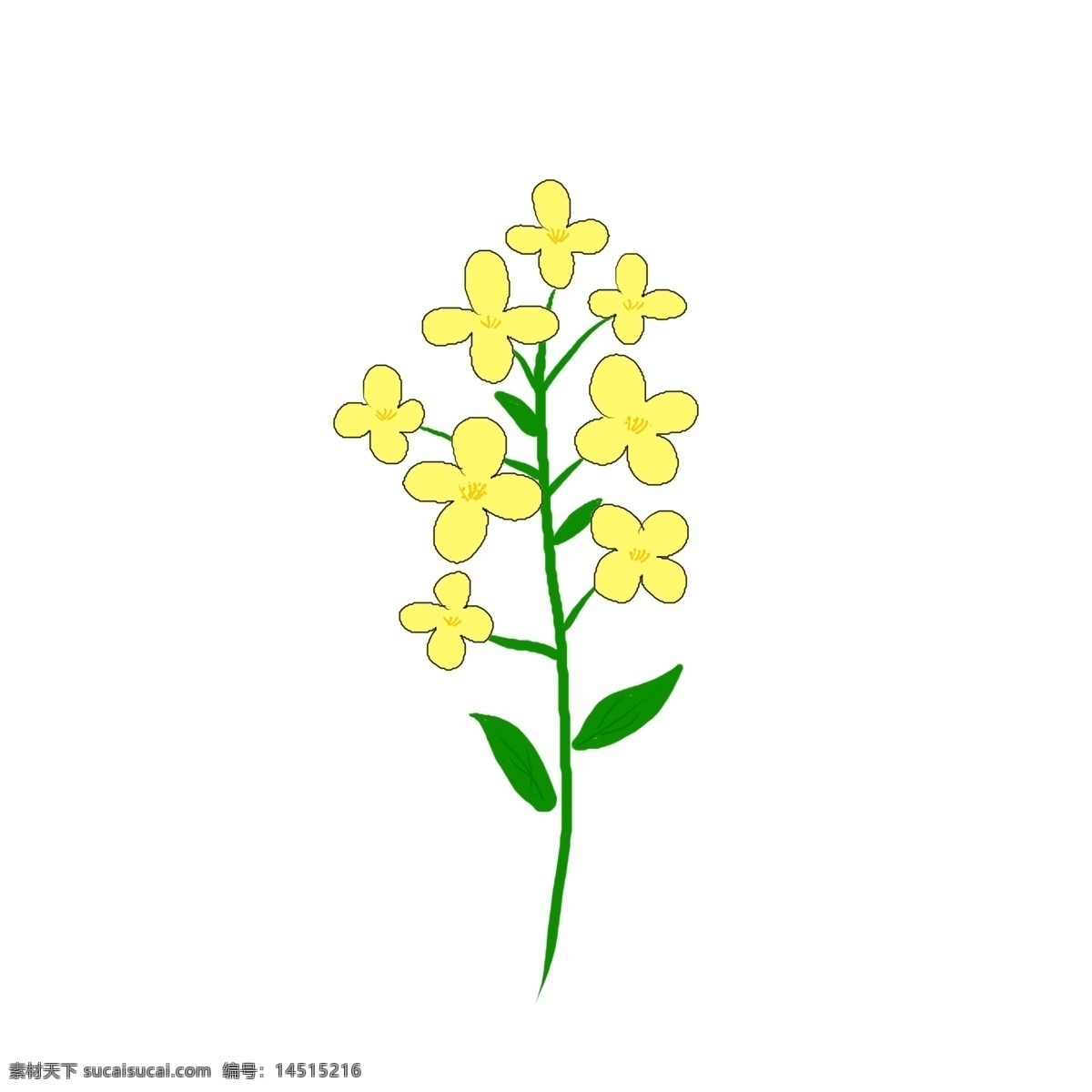 束 可爱 油菜花 一束 黄色的 花朵 枝干 绿色的 手绘的 卡通风格 叶子 开花的 免扣图