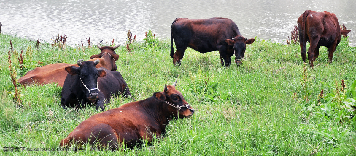 河边吃草的牛 五头大黄牛 牛群 吃草 青草地 小河 栖息 高清图片 家禽家畜 生物世界