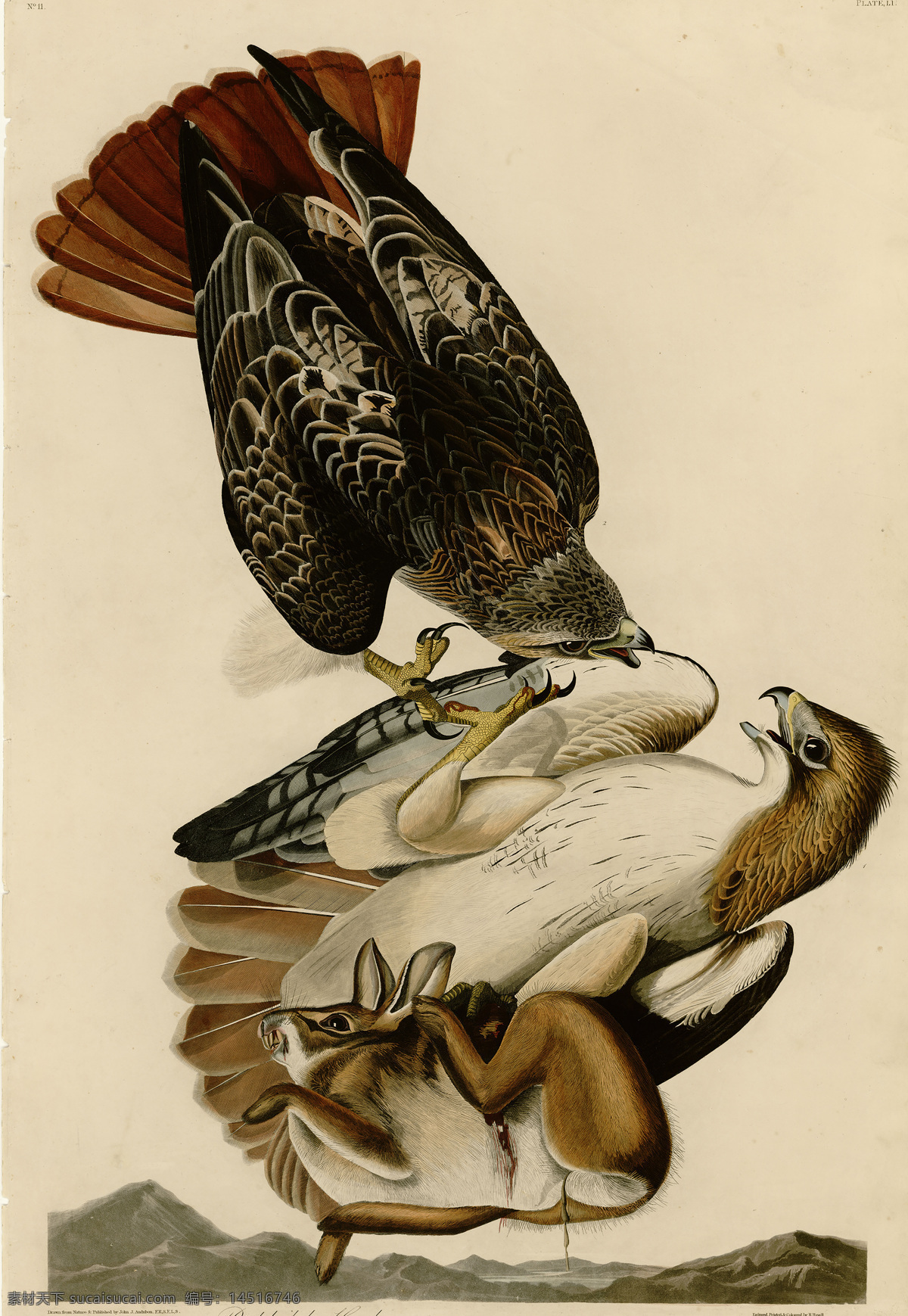 手绘鸟类 鸟类 美国鸟类 手绘 花鸟 鸟儿 鸟 禽类 西方图谱 植物 贝拉贝罗 鸟类素材 绘画书法 文化艺术