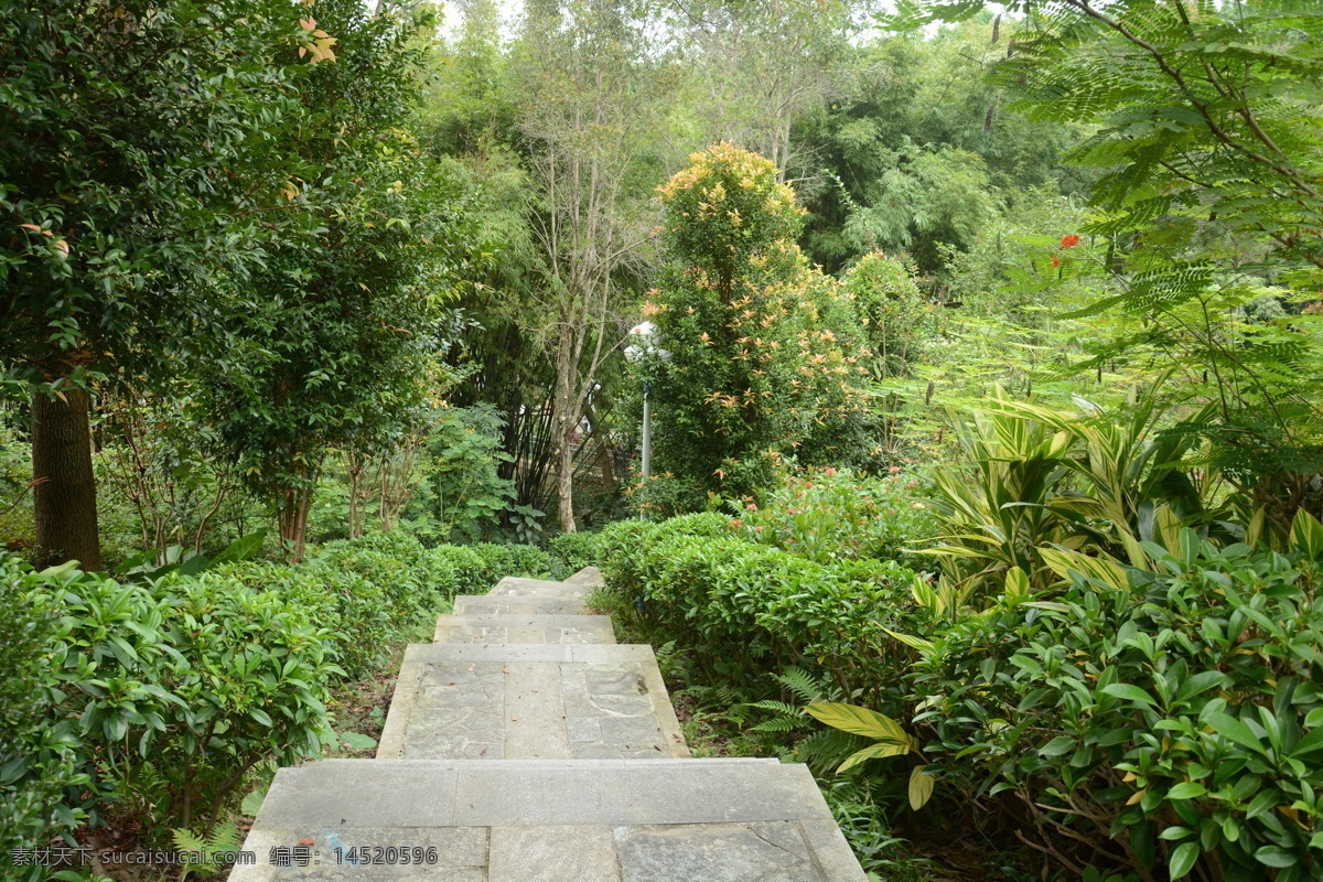 树林小路 草地树林 树林 树 草地 树叶林 旅游摄影 自然景观 自然风景
