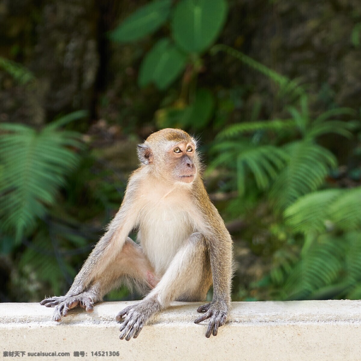 野生小猿猴 猴子 猿猴 小猿猴 野生猿猴 野生 灵长目 野生动物 小猴 哺乳动物 保护动物 生物世界