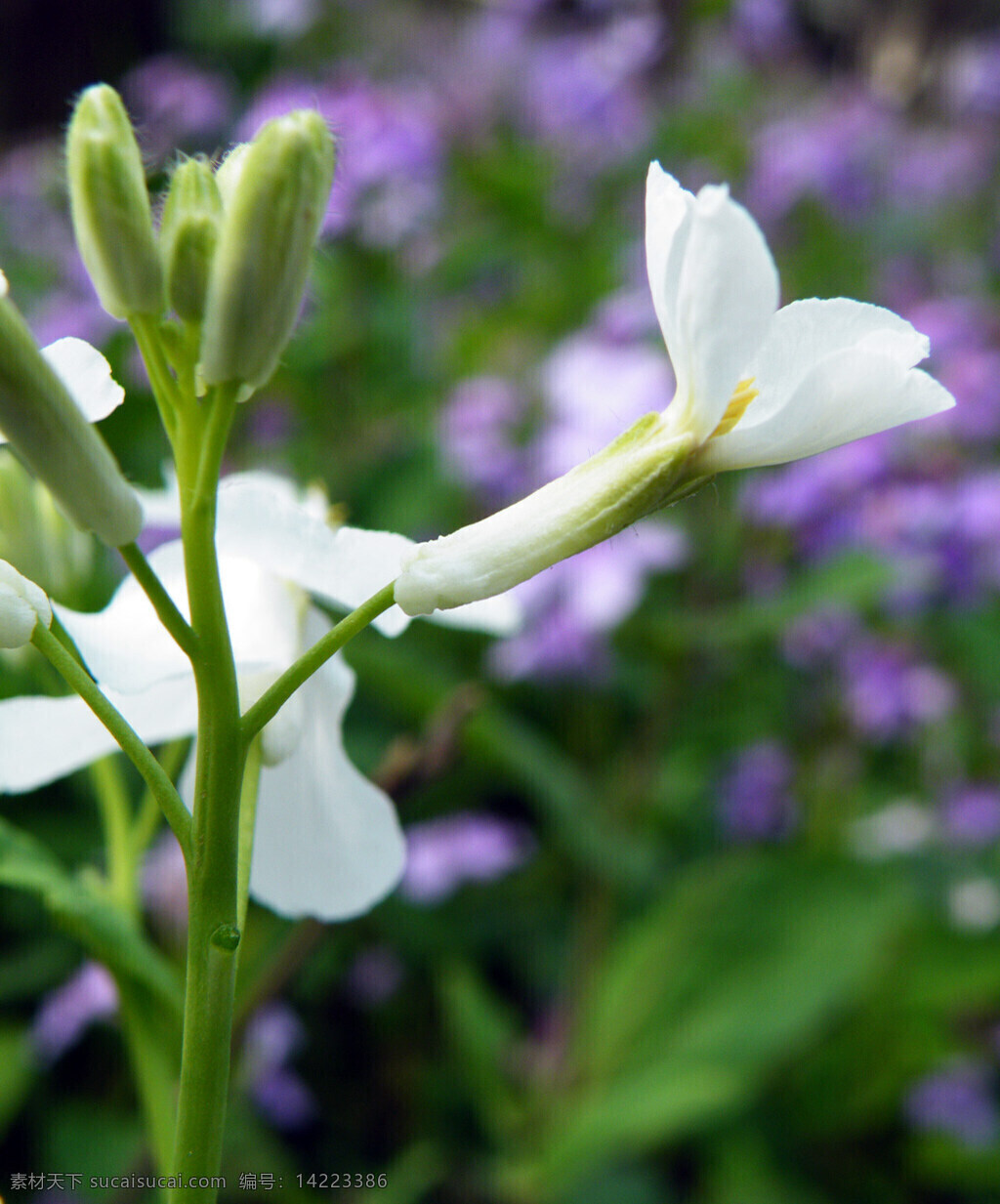 二月 兰 二月兰 花草 生物世界 紫金花 诸葛菜 菜子花 psd源文件