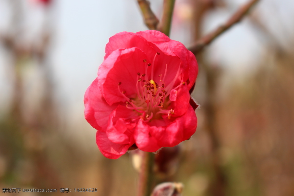 美丽的桃花 桃花 植物 花朵 美丽 生物 桃红 花香 春天 微距摄影 桃花运 花园 花瓣 开花 种植 桃花园 花草 生物世界 红色
