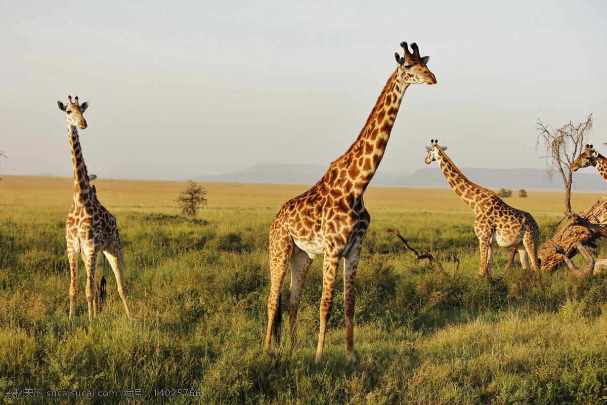 非洲草原 非洲 草原 长颈鹿 坦桑尼亚 稀树草原 草原动物 非洲动物 坦桑尼亚风光 非洲旅游 非洲风景 自然风景 风光摄影 safari 生物世界 野生动物