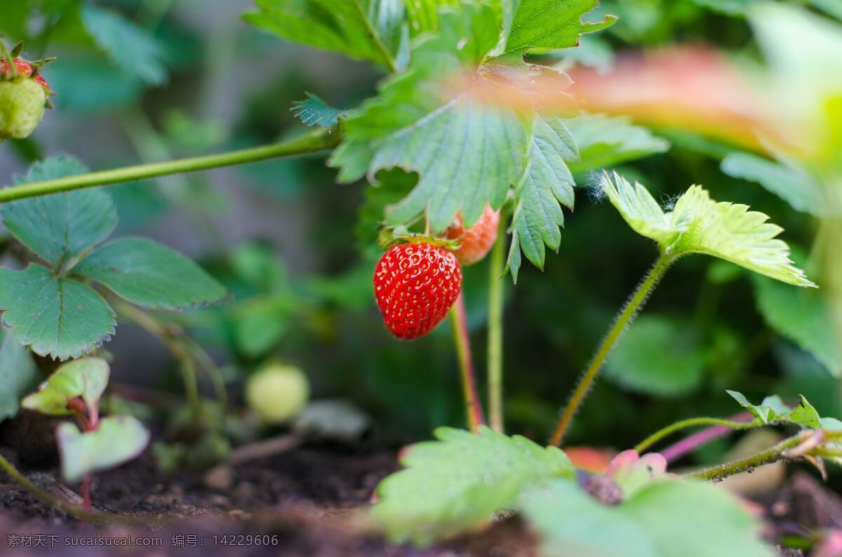 草莓 绿叶 美食 绿色 健康 新鲜 生物世界 水果 自然景观 田园风光