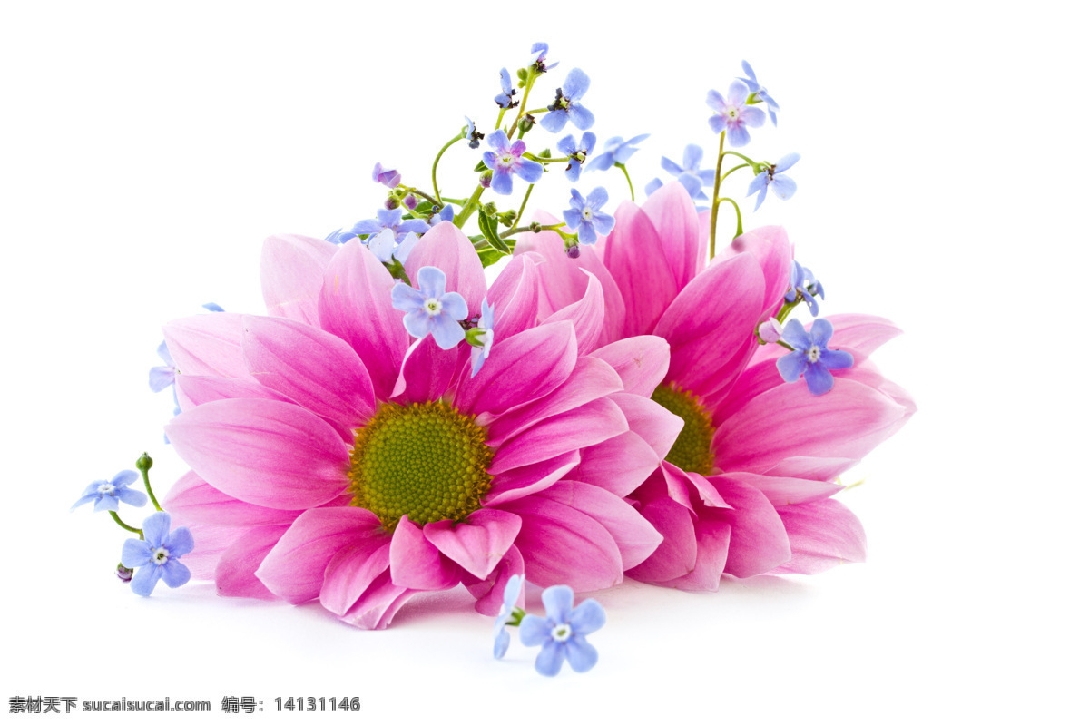 粉红色 花朵 紫色 小花 紫色小花 美丽鲜花 漂亮花朵 花卉 鲜花背景 花草树木 生物世界