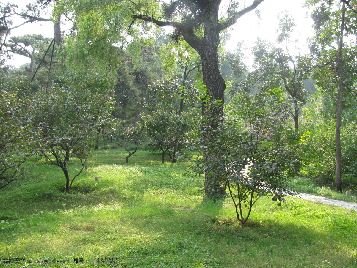 香山公园美景 香山公园风景 松树 古松树 小路 花坛 园林美景 绿化景观 绿树 绿地 树木 草地 花草 园林景观 公园美景 园林风景 建筑园林 园林建筑