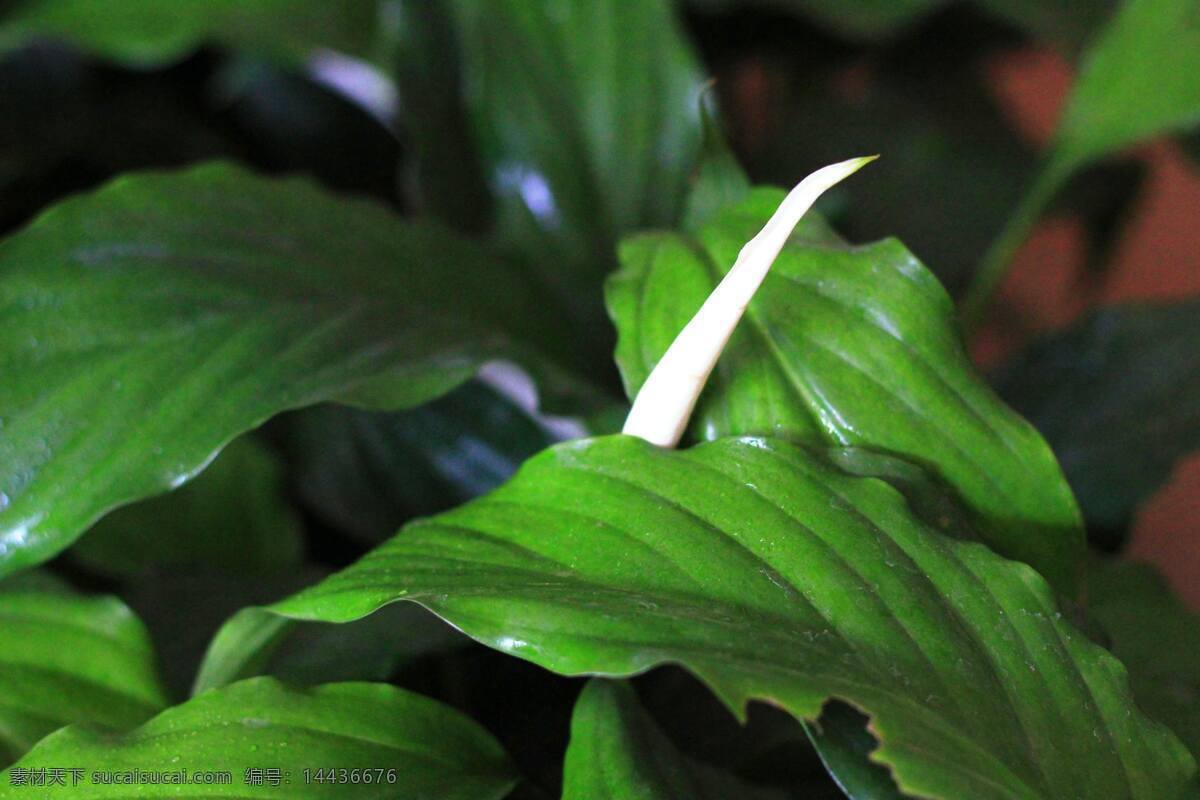 白掌 植物 花卉 绿叶 生态 植物花卉 花草 生物世界