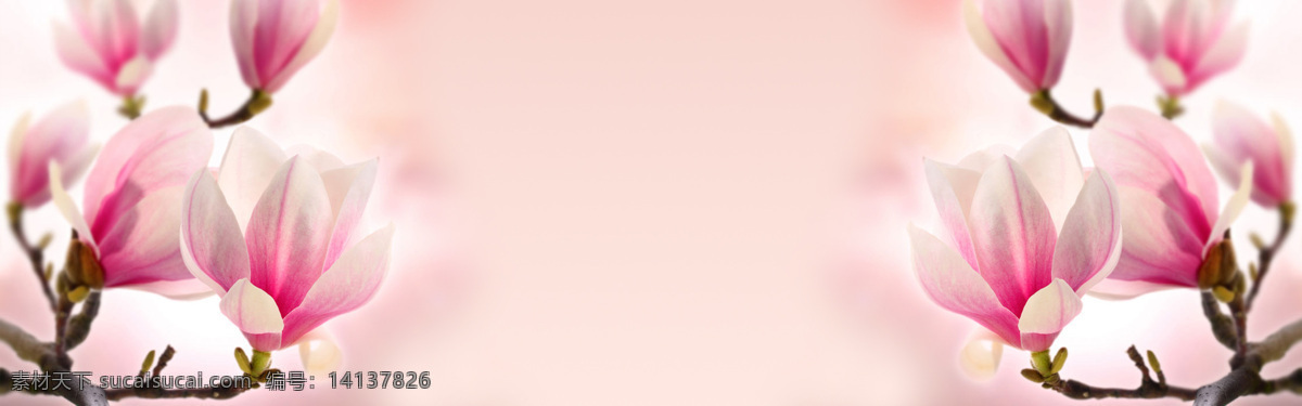 粉色 郁金香 温馨 淘宝 海报 背景 白色