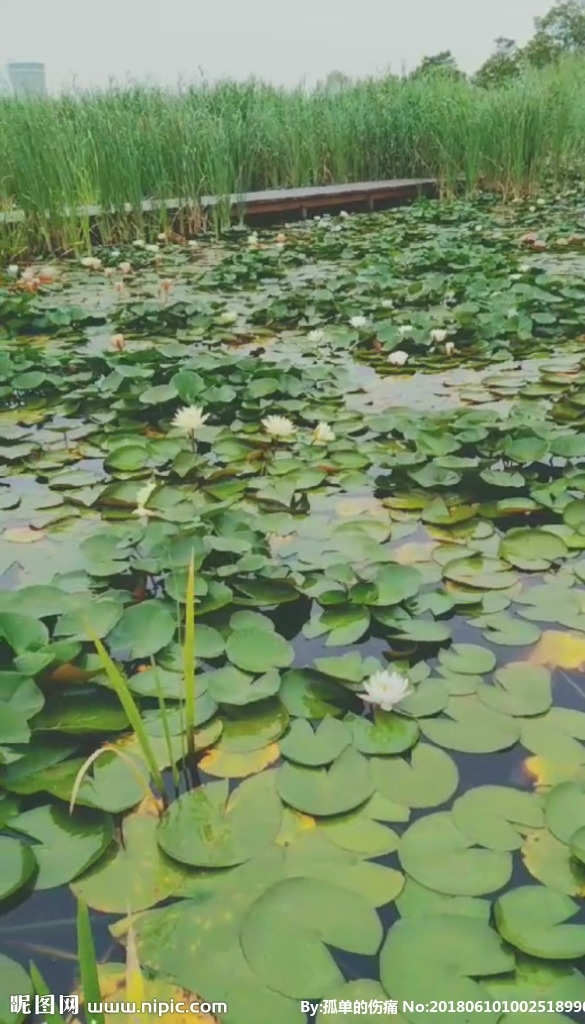 睡莲 荷塘 池塘 水生植物 青山绿水 金山银山 风景图片 植物 绿色植物 短视频 多媒体 实拍视频 自然风光 mp4