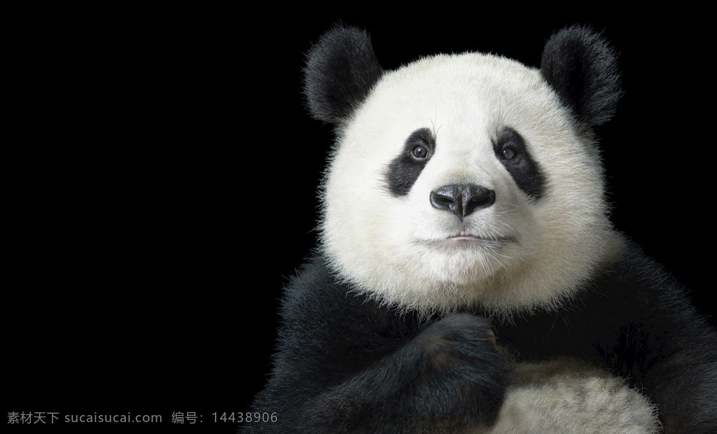 黑底 大熊猫 写真 中国 国宝 熊猫 黑白 动物世界 生物世界 野生动物