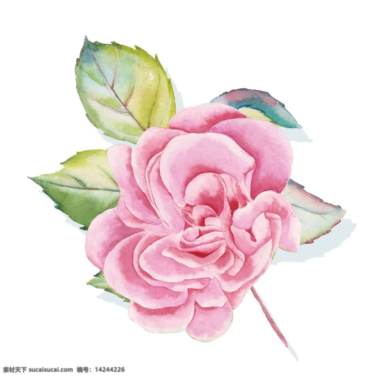 淡 粉色 花卉 手绘 商用 透明 小碎花 鲜花 绿色 叶子 淡粉色 装饰图案 免扣素材