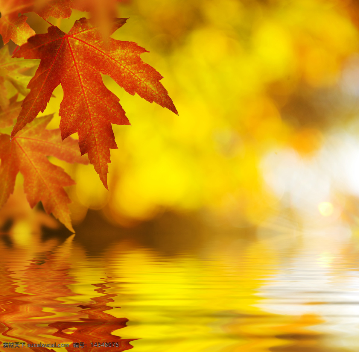 秋天 枫叶 水面 倒影 秋天枫叶 秋天树叶背景 叶子 黄叶 水面倒影 山水风景 风景图片