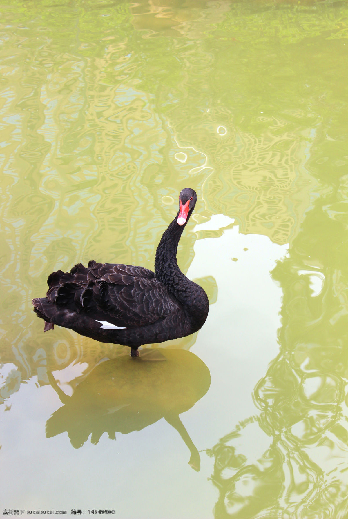 黑天鹅 天鹅 湖水 戏水 鸟类 动物 生物世界 动植物摄影类 黄色