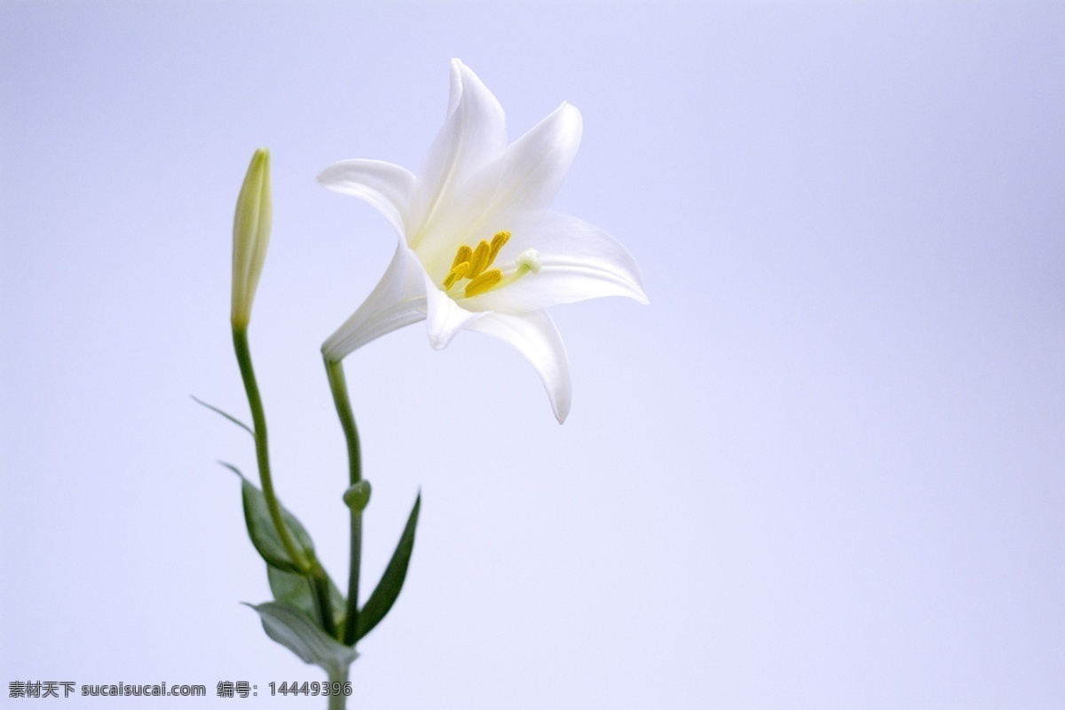 白色百合花 花 花卉 花朵 菊花 自然 植物 植物花卉 自然景观 自然风景 生物世界 花草
