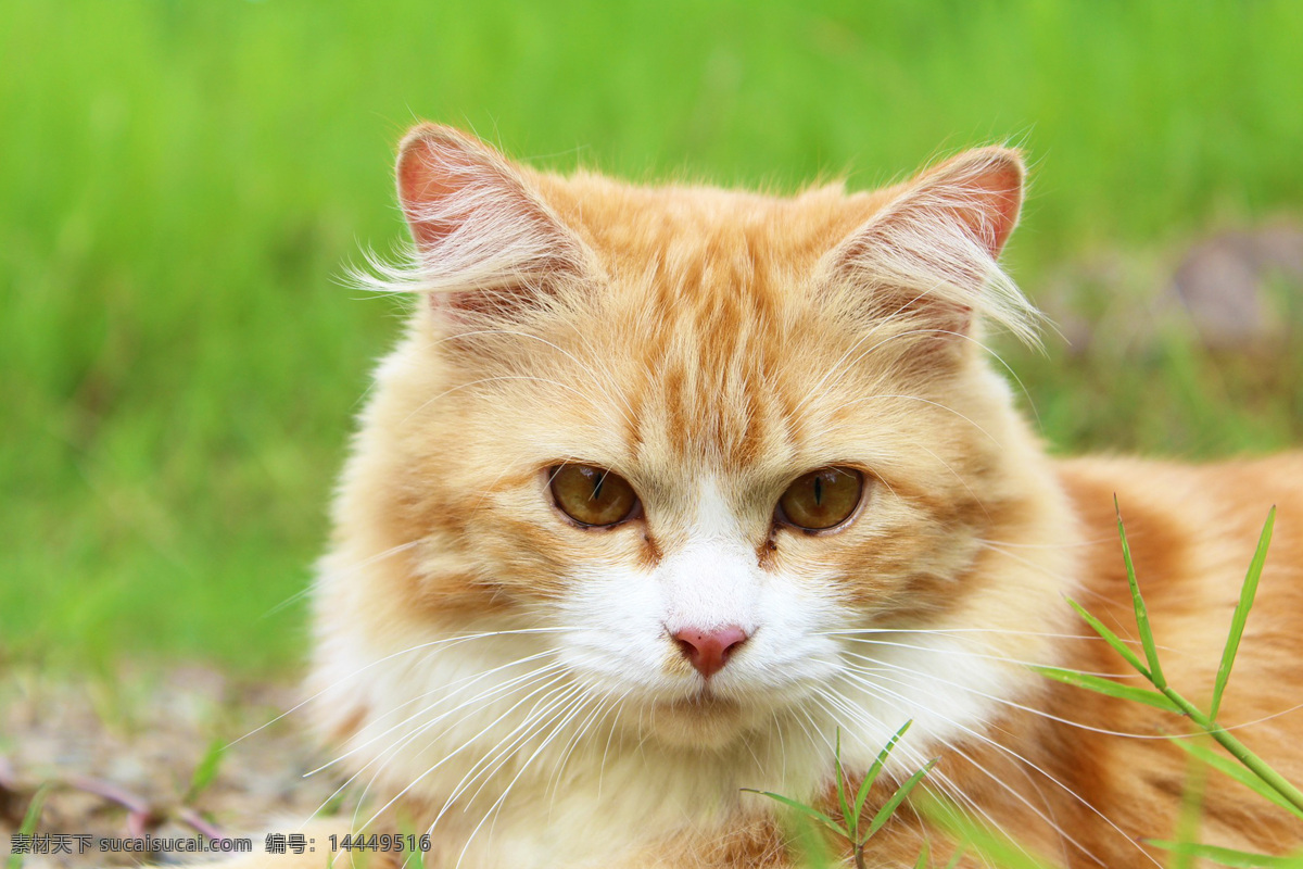 猫咪 猫 宠物猫 宠物 动物 家猫 cat 野猫