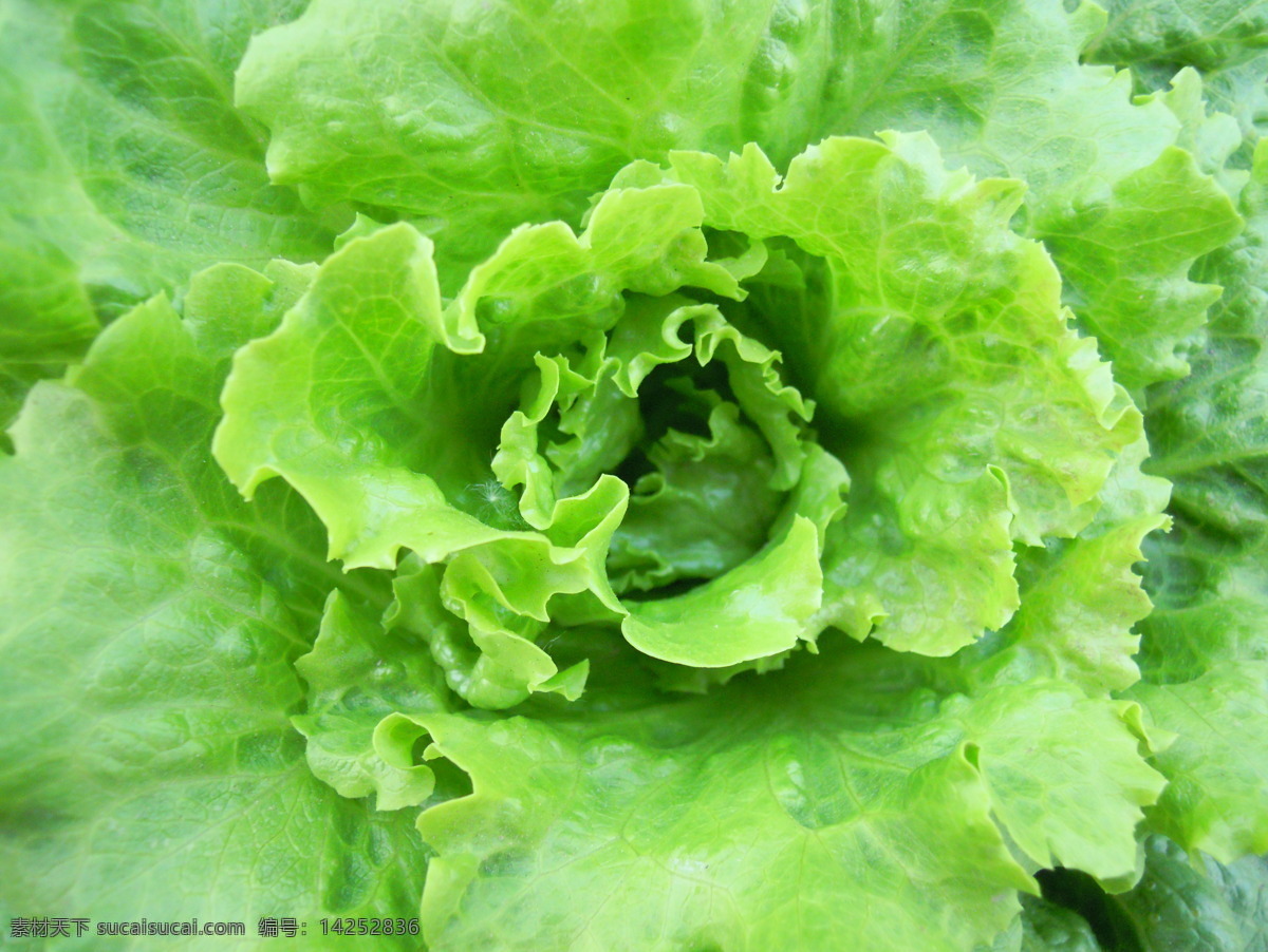 果蔬 健康 绿色 绿色蔬菜 青菜 生菜 生物世界 绿色世界 蔬菜 菜心 拍摄的图 蔬菜素材 拍摄的素材 风景 生活 旅游餐饮