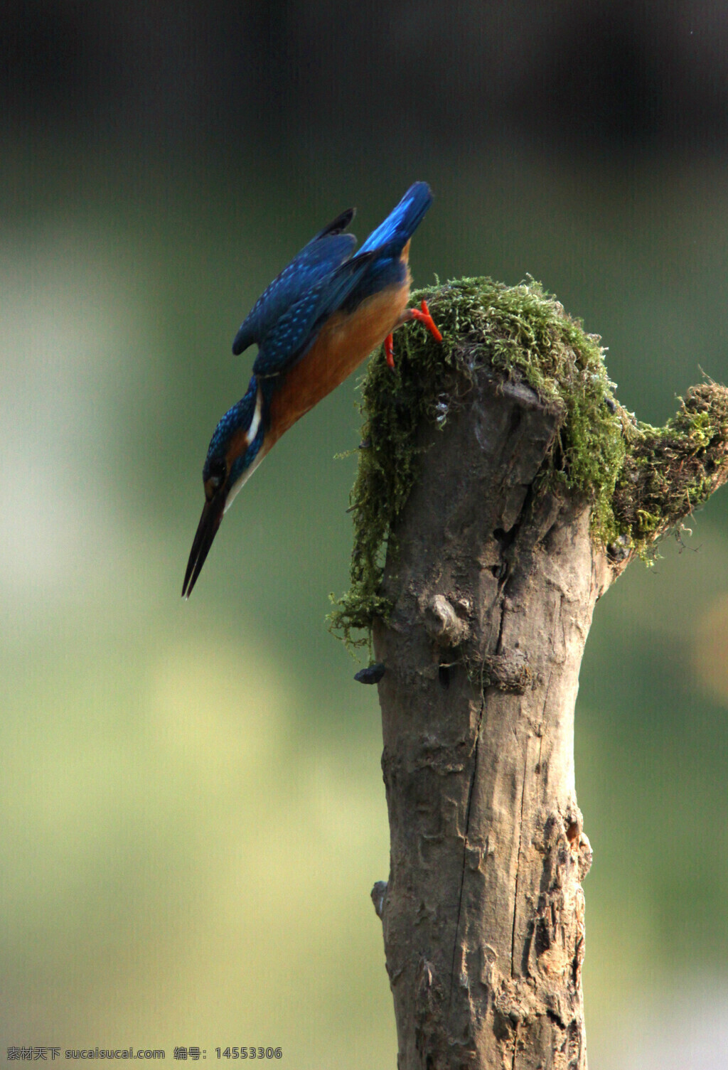 翠鸟 木桩 蓝色羽毛 橙色 红色的脚 虚化背景