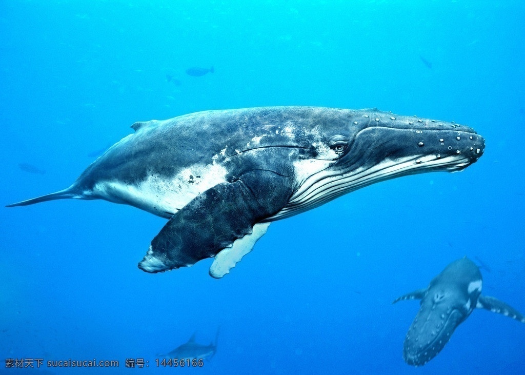 蓝鲸 鲸鱼 海水 海底 水 海洋 水花 生物世界 海洋生物