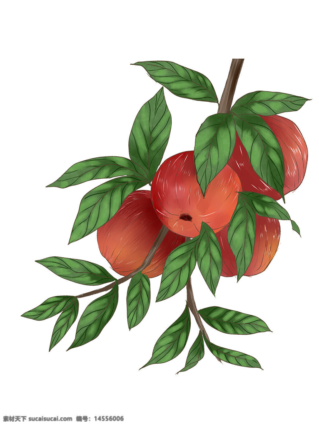 苹果 秋季 秋天 果实 苹果树 树枝 果子 水果 绘画