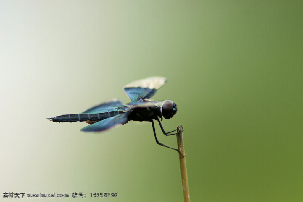 蜻蜓 黑丽蜻 绿背景 虚化 复眼 半黑半透明的翅膀