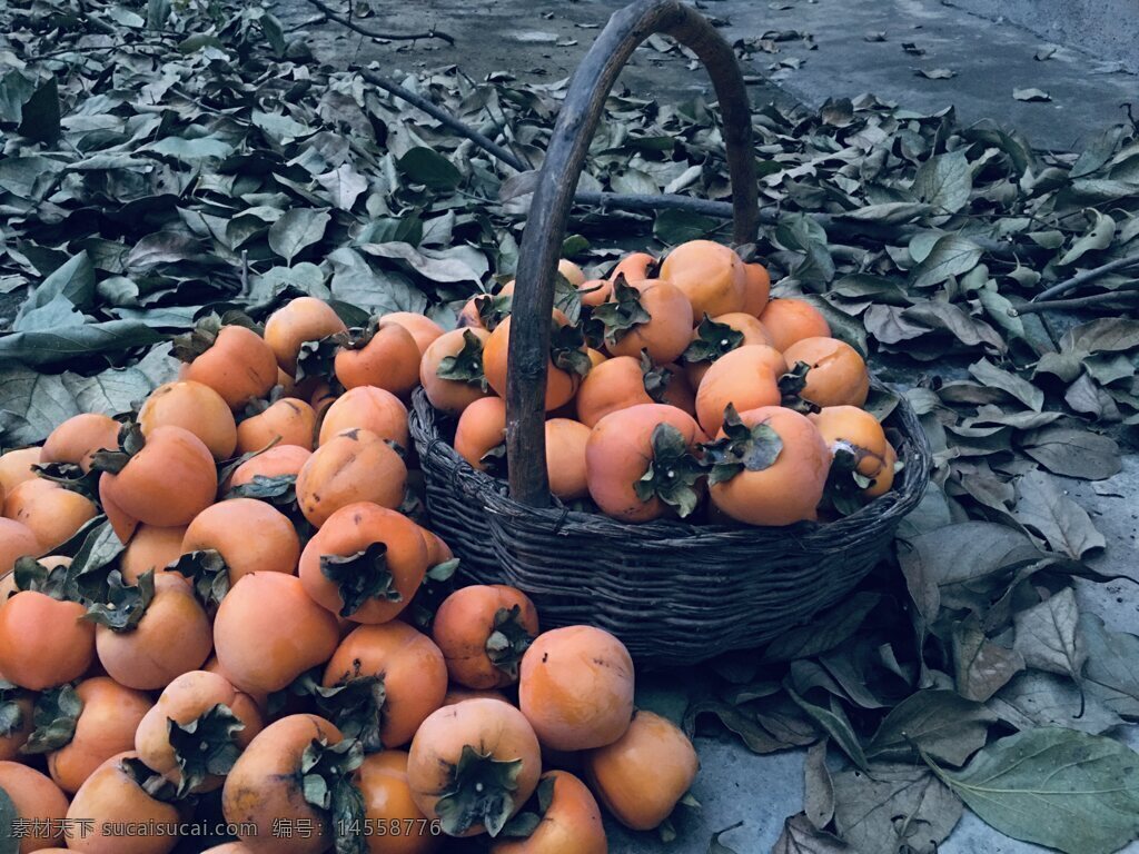 秋天 丰收 柿子 收货 果实
