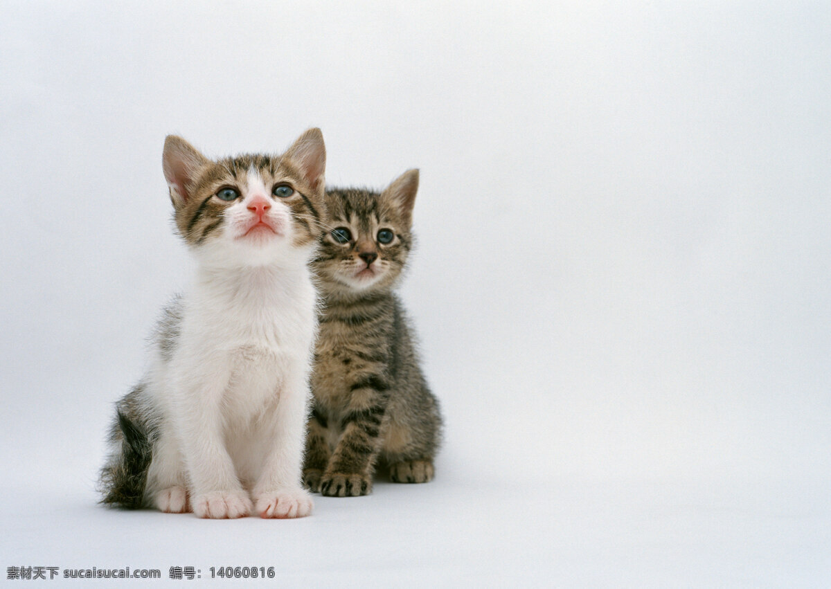 宠物 猫 可爱 萌萌的 爱宠 喵星人 生物世界 其他生物