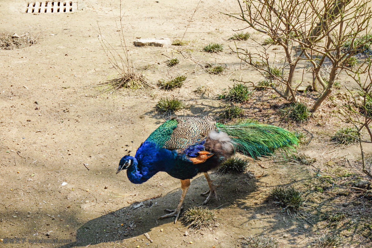 动物园 里面 绿色 孔雀 找食物 鸟类 动物 特写 鸟 绿色孔雀 千库原创