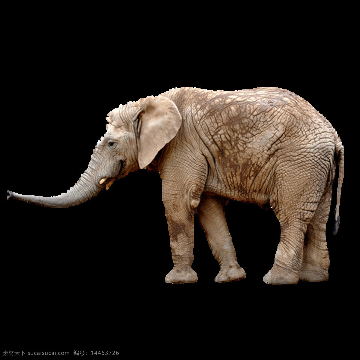 唯美 多彩 大象 绘画 灰色大象 写实 生动 形象